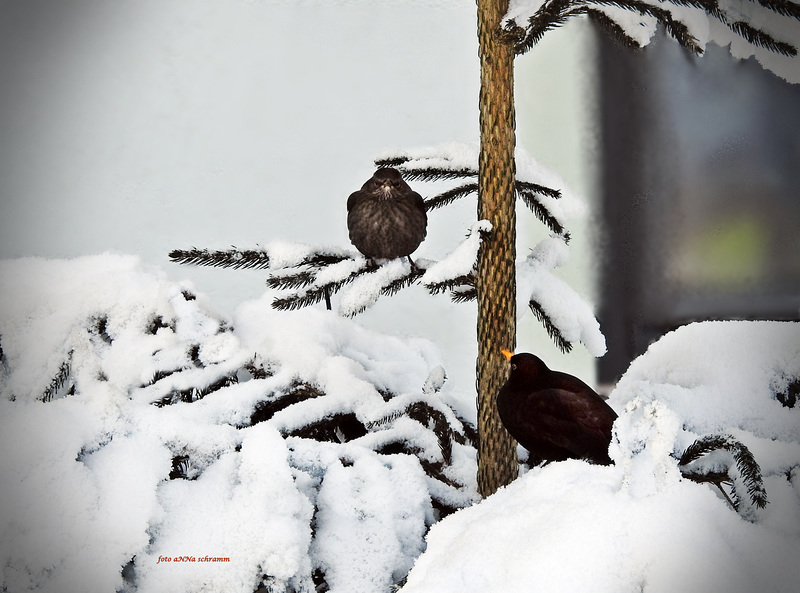 Herr und Frau  Amsel