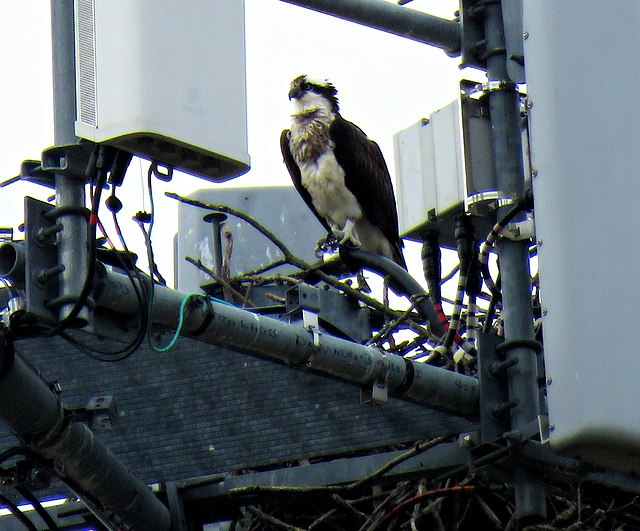 Osprey on a cellphone tower.