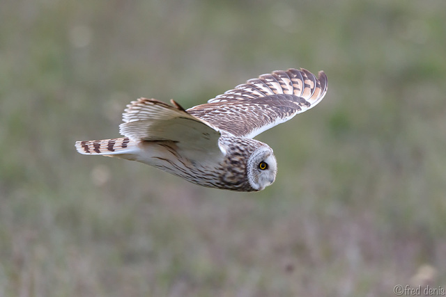 Hibou des marais Asio flammeus - Short-eared Owl  2019