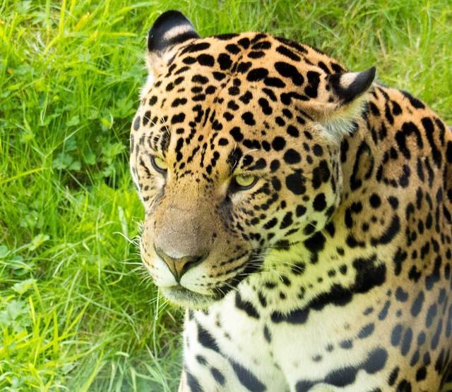 Jaguar close up (1)