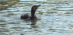 20190911 6139CPw [D~OH] Kormoran, Timmendorfer Strand