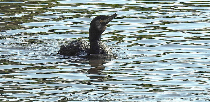 20190911 6139CPw [D~OH] Kormoran, Vogelpark Niendorf, Timmendorfer Strand