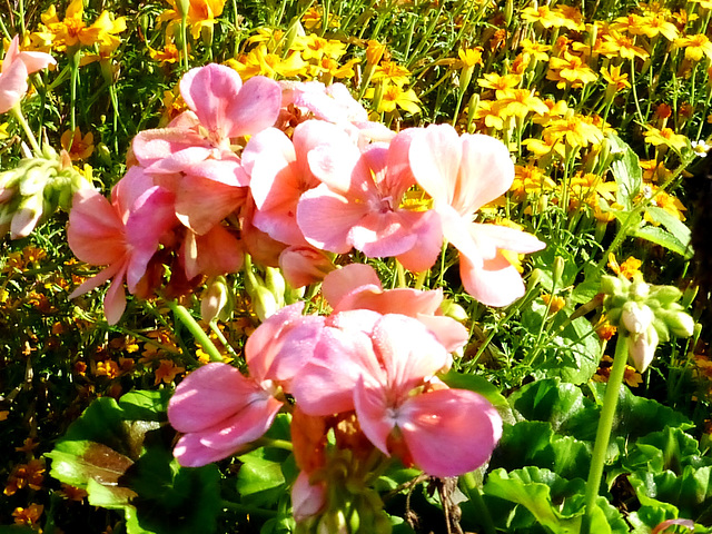 DE - Brühl - Blumen im Schlosspark