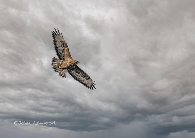 Buzzard