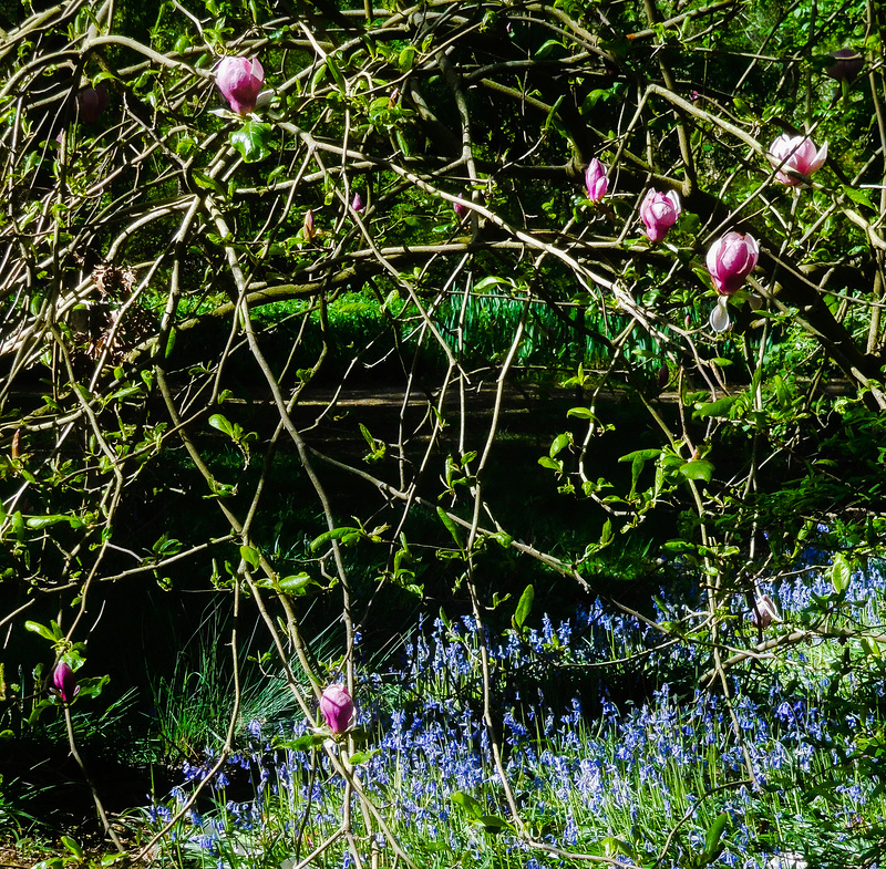 At the Isabella Plantation (Richmond Park)