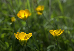 A Yellow Blur Of Buttercups