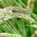 Blue Tailed Damselfly (purple)