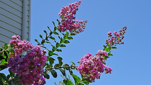 006/365 Crepe Myrtle