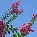 006-2025 Crepe Myrtle