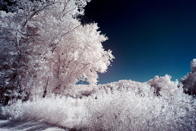 Clear sky, lush foliage