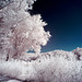 Clear sky, lush foliage