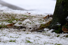 Reed Buntings  and Dunnock