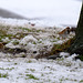 Reed Buntings  and Dunnock