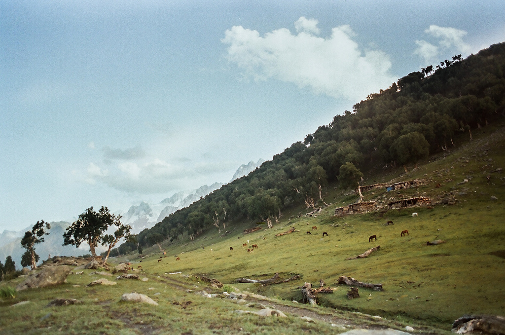Shekdur meadows