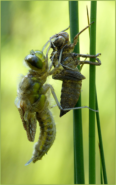 New born Four-spotted chaser ~ Viervlek Libel (Libellula quadrimaculata), 2...