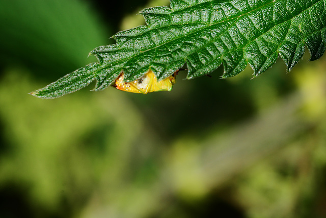 Shy Shieldbug!