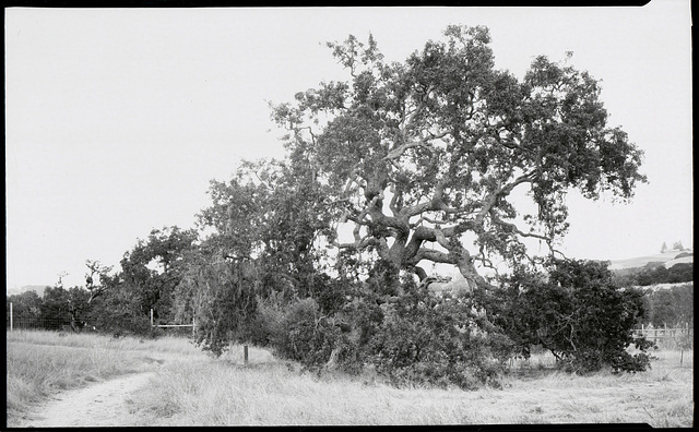 Valley oak