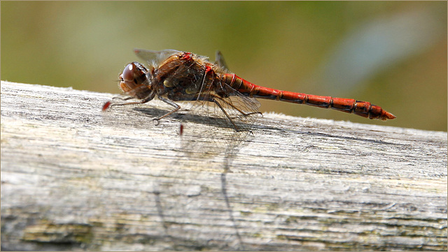 Sympetrum sympa