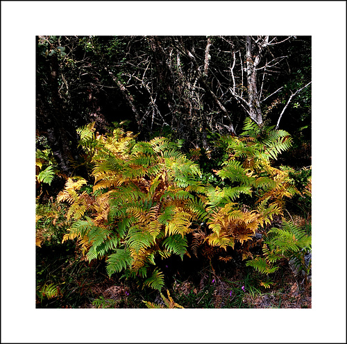 El bosque en otoño