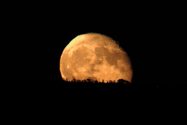 Supermoon, rising over the trees on the horizon of the Jurassic Coast