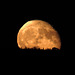 Supermoon, rising over the trees on the horizon of the Jurassic Coast