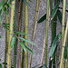 Bambous 4