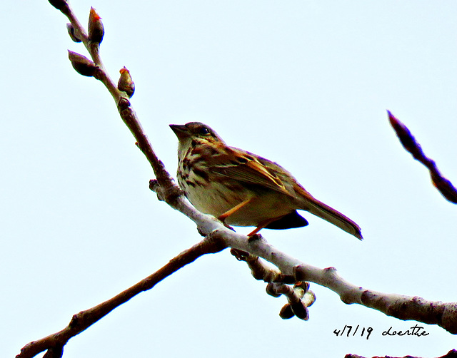 Sings beautifully, possibly Song Sparrow?