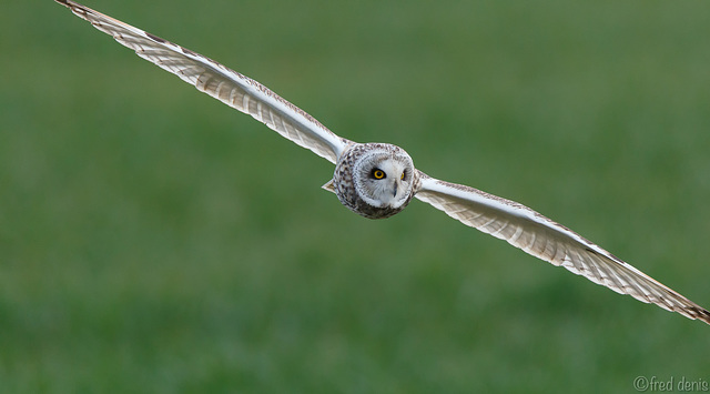 Hibou des marais  - Asio flammeus - Short-eared Owl 2019 (ça passe pas dans le cadre Mr le Photographe)