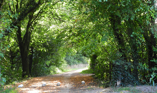 Forgotten greenery