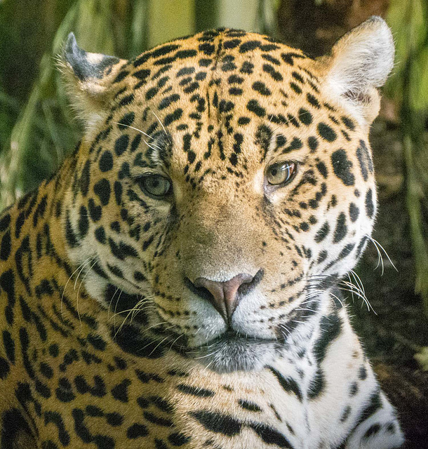 Jaguar close up (2)