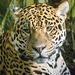 Jaguar close up (2)
