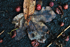 Leaves And Berries