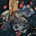 Leaves And Berries