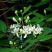 Honeysuckle blossoms