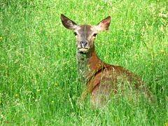 Biche dans son garde-manger