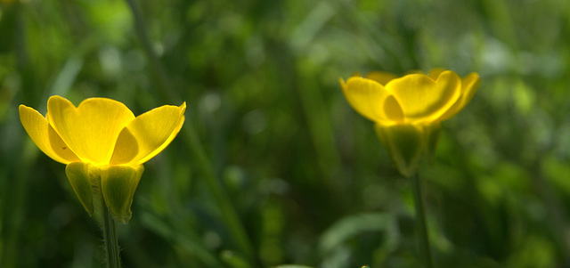 A Yellow Blur Of Buttercups