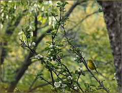 Apple with warbler