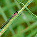 Blue Tailed Damselfly (red)