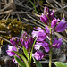 20250503 Forêt Blandas (37)