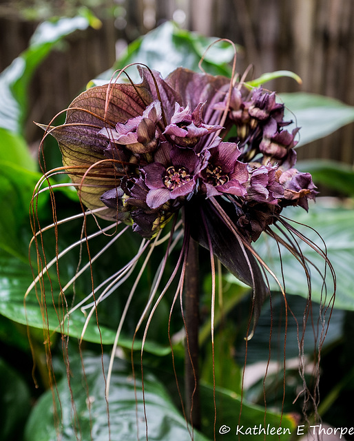 Eureka Springs Flower #9 - Another Unknown to Me - I seem to be on an "unknown" roll ... {:o)