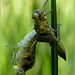 New born Four-spotted chaser ~ Viervlek Libel (Libellula quadrimaculata), 1...
