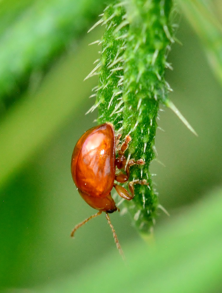 Tiny Bug on Thistle