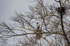 20160303 0119VRAw [D~BI] Graureiher (Ardea cinerea), Tierpark Olderdissen, Bielefeld