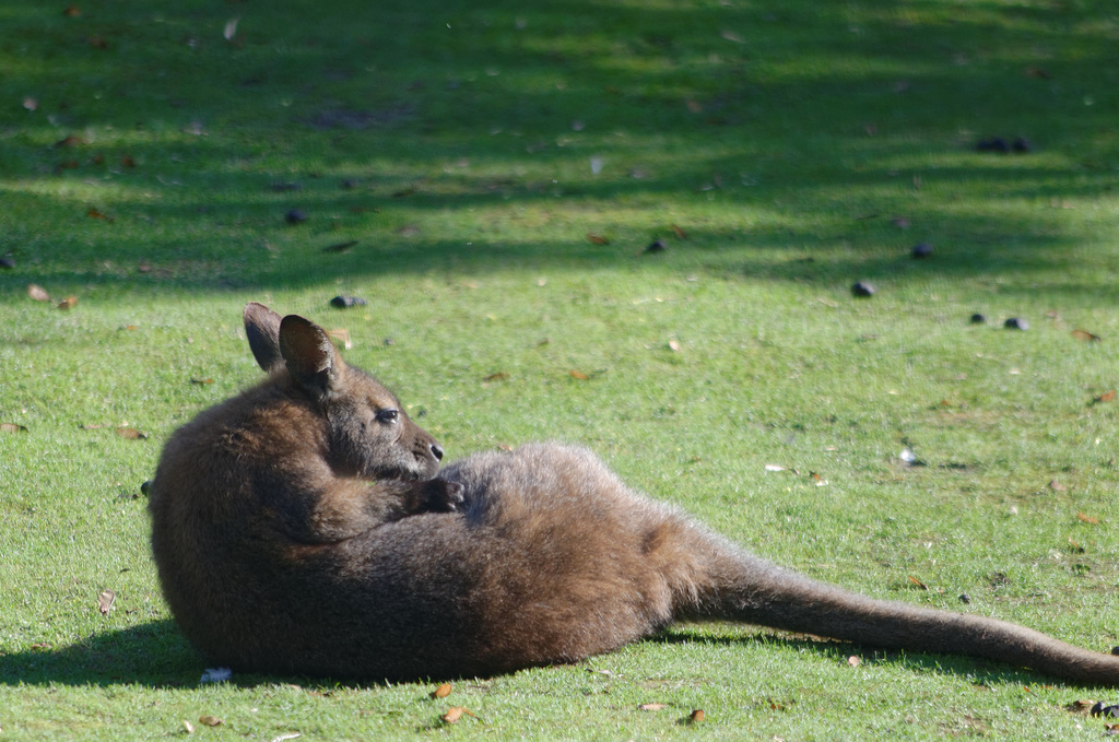 Toilette de wallaby