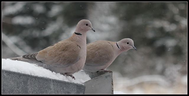 couple de tourterelles