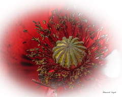 Klatschmohn