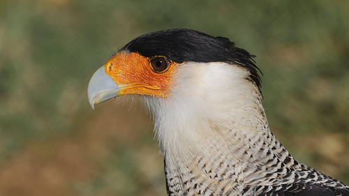 Caracara huppé