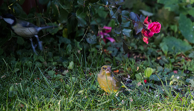 20151027 9457VRTw [D~RI] Kohlmeise, Grünfink, Rinteln