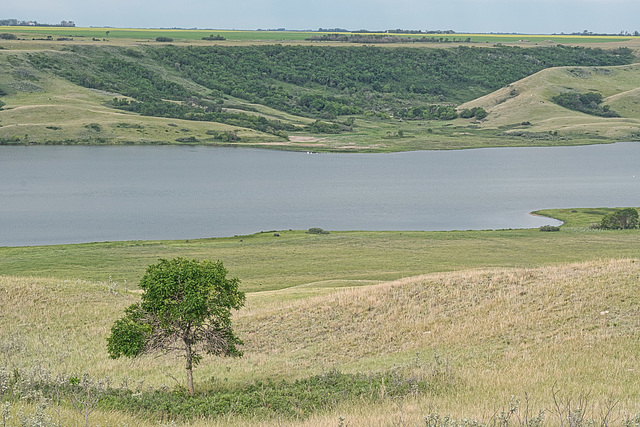 a lone tree at Buffalo Pound