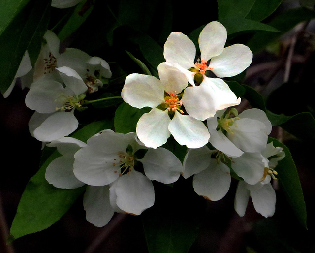 Apple blossoms